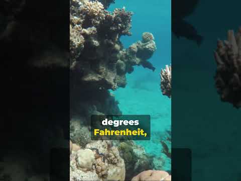 Clam Farming 101: Your Guide to Harvesting Giant Clams for Profit