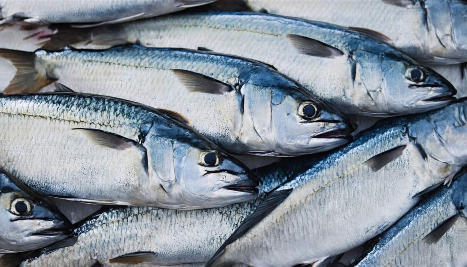 Severe Contamination Alert: Carp and Swordfish Pulled from European Markets